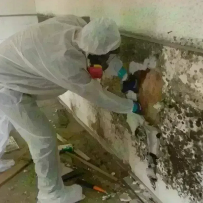 Mold Remediation and Removal in Morris, OK